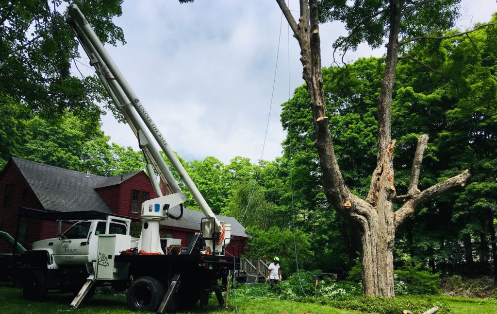 Commercial Tree Services-Boca Raton Tree Trimming and Tree Removal Services-We Offer Tree Trimming Services, Tree Removal, Tree Pruning, Tree Cutting, Residential and Commercial Tree Trimming Services, Storm Damage, Emergency Tree Removal, Land Clearing, Tree Companies, Tree Care Service, Stump Grinding, and we're the Best Tree Trimming Company Near You Guaranteed!