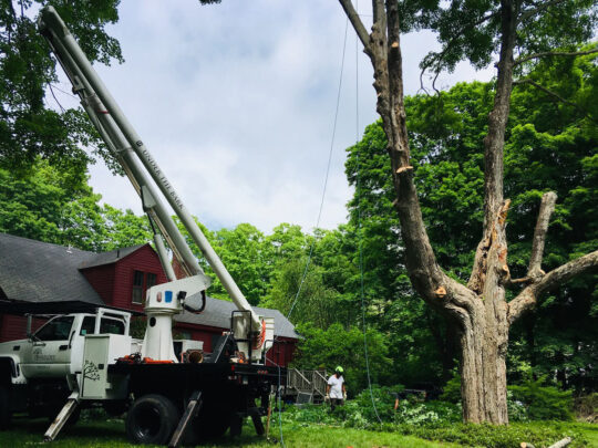 Commercial Tree Services-Boca Raton Tree Trimming and Tree Removal Services-We Offer Tree Trimming Services, Tree Removal, Tree Pruning, Tree Cutting, Residential and Commercial Tree Trimming Services, Storm Damage, Emergency Tree Removal, Land Clearing, Tree Companies, Tree Care Service, Stump Grinding, and we're the Best Tree Trimming Company Near You Guaranteed!