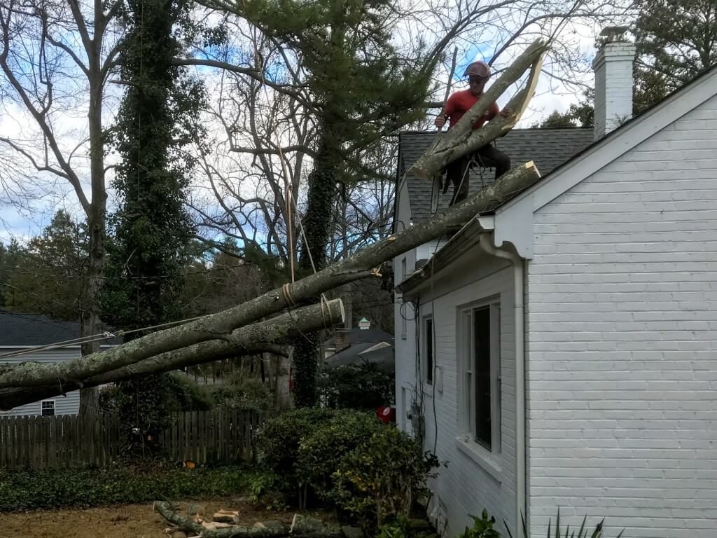 Emergency Tree Removal-Boca Raton Tree Trimming and Tree Removal Services-We Offer Tree Trimming Services, Tree Removal, Tree Pruning, Tree Cutting, Residential and Commercial Tree Trimming Services, Storm Damage, Emergency Tree Removal, Land Clearing, Tree Companies, Tree Care Service, Stump Grinding, and we're the Best Tree Trimming Company Near You Guaranteed!