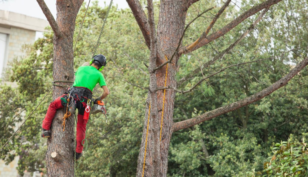tree lopping equipment hire, Red Oak TX