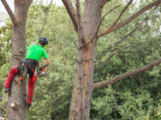 Residential Tree Services-Boca Raton Tree Trimming and Tree Removal Services-We Offer Tree Trimming Services, Tree Removal, Tree Pruning, Tree Cutting, Residential and Commercial Tree Trimming Services, Storm Damage, Emergency Tree Removal, Land Clearing, Tree Companies, Tree Care Service, Stump Grinding, and we're the Best Tree Trimming Company Near You Guaranteed!