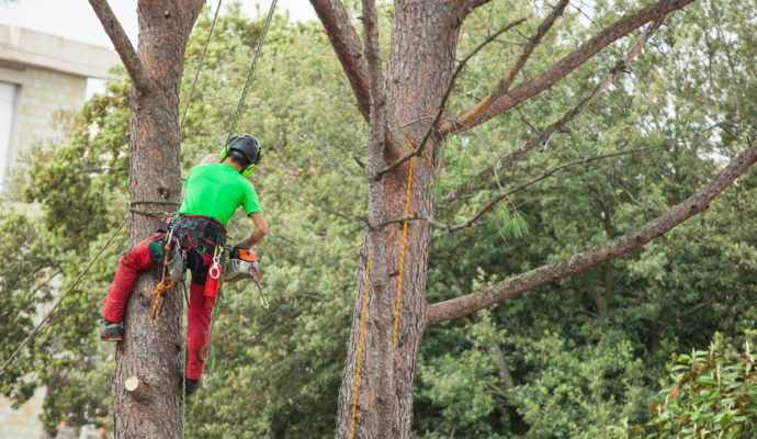 Residential Tree Services-Boca Raton Tree Trimming and Tree Removal Services-We Offer Tree Trimming Services, Tree Removal, Tree Pruning, Tree Cutting, Residential and Commercial Tree Trimming Services, Storm Damage, Emergency Tree Removal, Land Clearing, Tree Companies, Tree Care Service, Stump Grinding, and we're the Best Tree Trimming Company Near You Guaranteed!