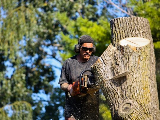 Tree Cutting-Boca Raton Tree Trimming and Tree Removal Services-We Offer Tree Trimming Services, Tree Removal, Tree Pruning, Tree Cutting, Residential and Commercial Tree Trimming Services, Storm Damage, Emergency Tree Removal, Land Clearing, Tree Companies, Tree Care Service, Stump Grinding, and we're the Best Tree Trimming Company Near You Guaranteed!