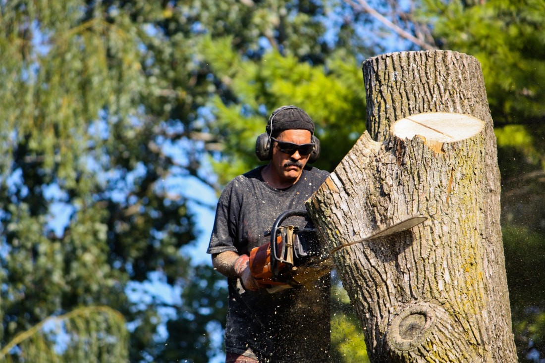 Tree Cutting-Boca Raton Tree Trimming and Tree Removal Services-We Offer Tree Trimming Services, Tree Removal, Tree Pruning, Tree Cutting, Residential and Commercial Tree Trimming Services, Storm Damage, Emergency Tree Removal, Land Clearing, Tree Companies, Tree Care Service, Stump Grinding, and we're the Best Tree Trimming Company Near You Guaranteed!