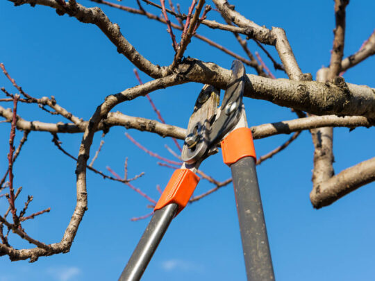 Tree Pruning & Tree Removal-Boca Raton Tree Trimming and Tree Removal Services-We Offer Tree Trimming Services, Tree Removal, Tree Pruning, Tree Cutting, Residential and Commercial Tree Trimming Services, Storm Damage, Emergency Tree Removal, Land Clearing, Tree Companies, Tree Care Service, Stump Grinding, and we're the Best Tree Trimming Company Near You Guaranteed!