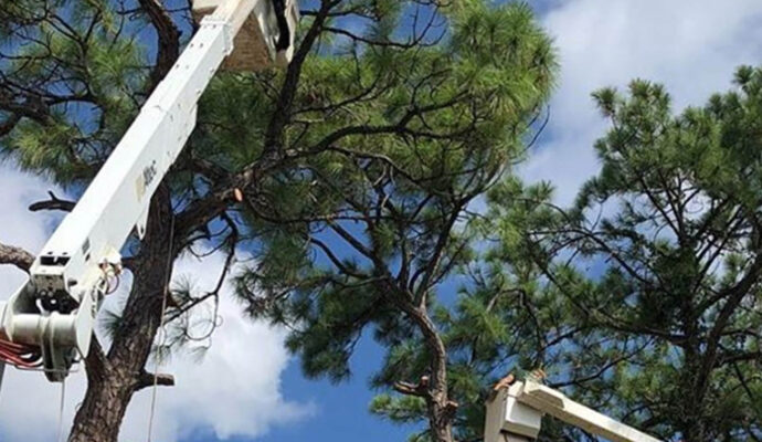 Boca Raton Commercial Tree Services-Pro Tree Trimming & Removal Team of Boca Raton