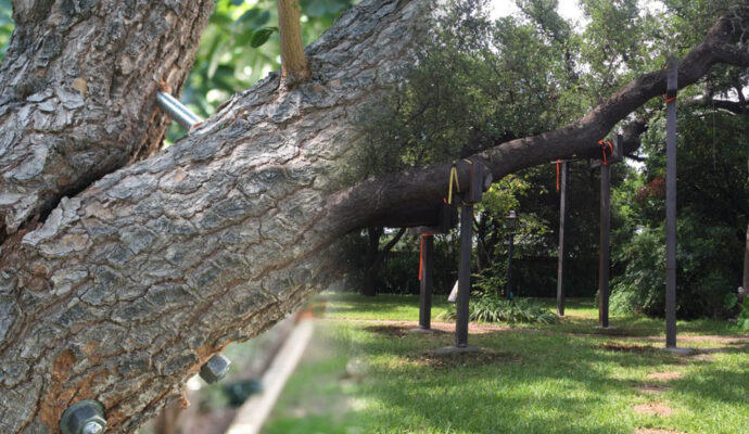 Boca Raton Tree Bracing & Tree Cabling-Pro Tree Trimming & Removal Team of Boca Raton