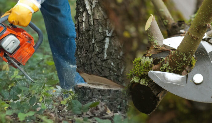 Boca Raton Tree Pruning & Tree Removal-Pro Tree Trimming & Removal Team of Boca Raton