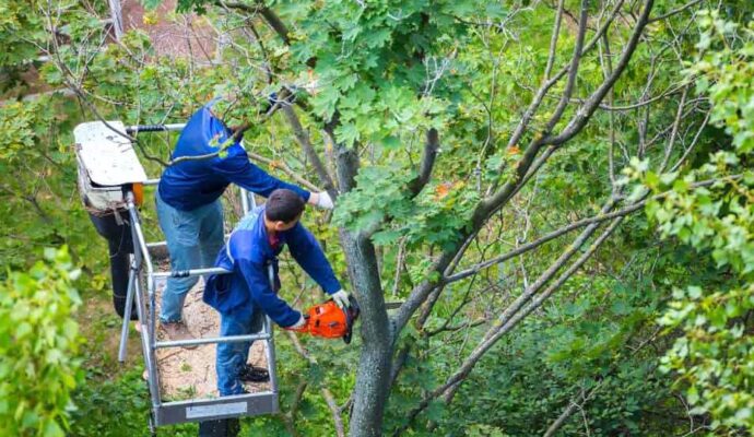 Boca Raton Tree Trimming Services-Pro Tree Trimming & Removal Team of Boca Raton