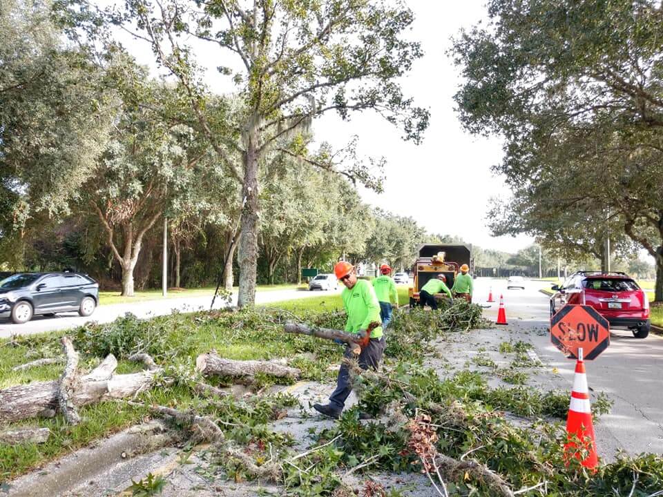 Commercial Tree Services Affordable-Pro Tree Trimming & Removal Team of Boca Raton