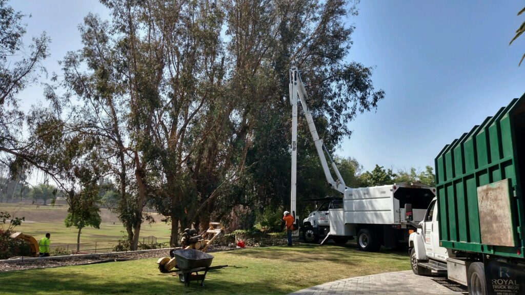Commercial Tree Services Boca Raton-Pro Tree Trimming & Removal Team of Boca Raton