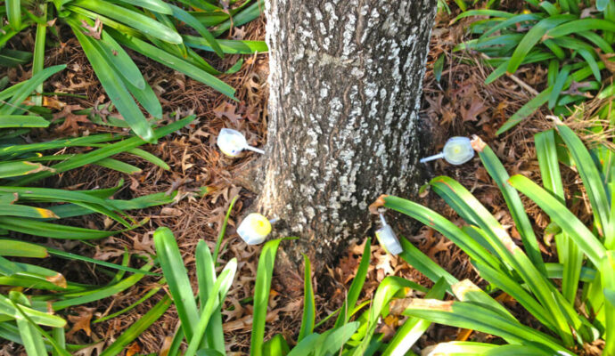 Deep Root Injection Near Me-Pro Tree Trimming & Removal Team of Boca Raton