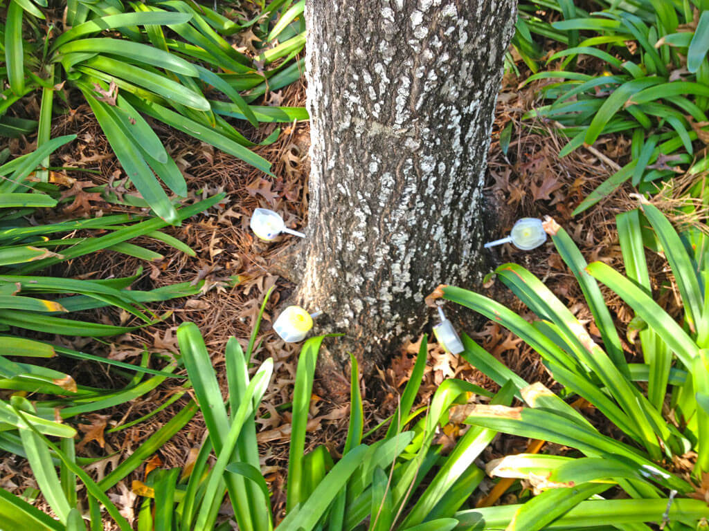 Deep Root Injection Near Me-Pro Tree Trimming & Removal Team of Boca Raton