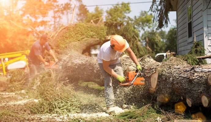 Emergency Tree Removal Boca Raton-Pro Tree Trimming & Removal Team of Boca Raton