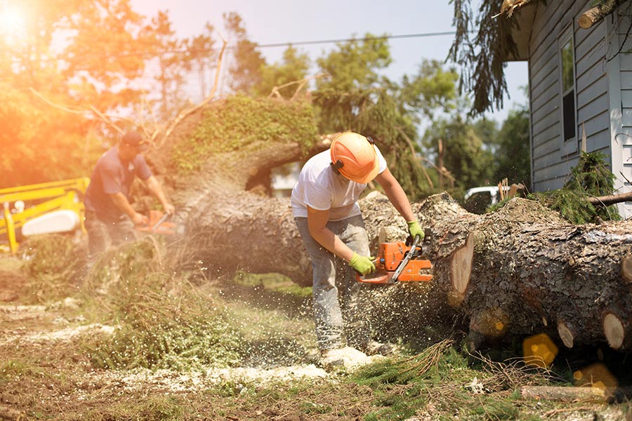 Emergency Tree Removal Boca Raton-Pro Tree Trimming & Removal Team of Boca Raton