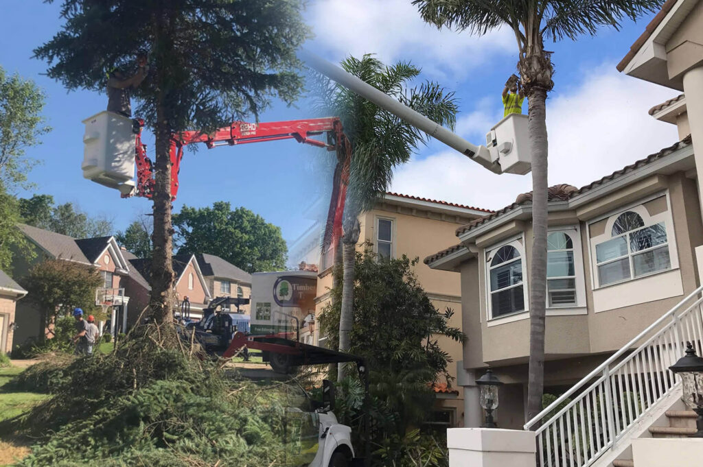 Residential Tree Services Affordable-Pro Tree Trimming & Removal Team of Boca Raton