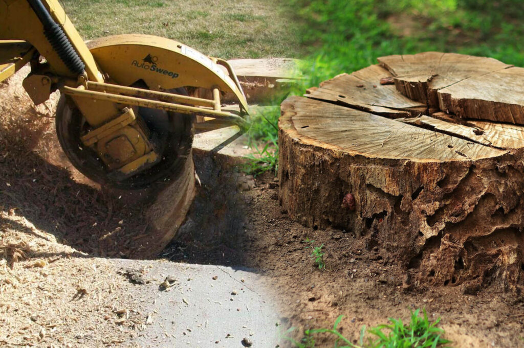 Stump Grinding & Removal Affordable-Pro Tree Trimming & Removal Team of Boca Raton