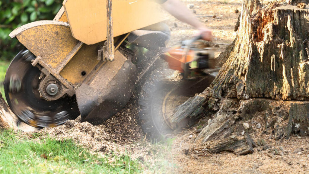 Stump Grinding & Removal Near Me-Pro Tree Trimming & Removal Team of Boca Raton