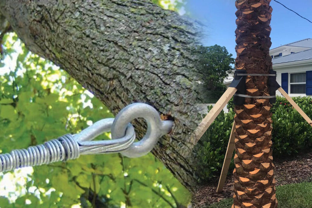 Tree Bracing & Tree Cabling Affordable-Pro Tree Trimming & Removal Team of Boca Raton