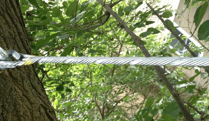 Tree Bracing & Tree Cabling Boca Raton-Pro Tree Trimming & Removal Team of Boca Raton
