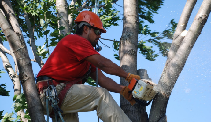 Tree Pruning & Tree Removal Boca Raton-Pro Tree Trimming & Removal Team of Boca Raton