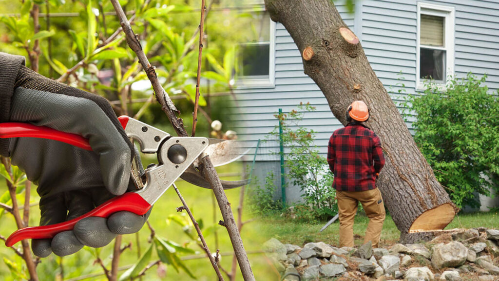 Tree Pruning & Tree Removal Near Me-Pro Tree Trimming & Removal Team of Boca Raton
