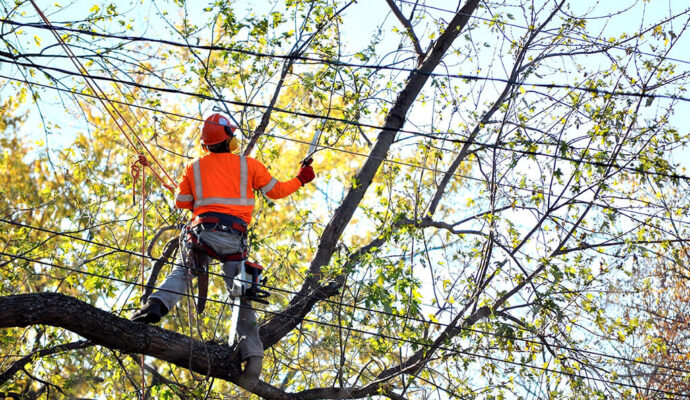 Tree Trimming Services Affordable-Pro Tree Trimming & Removal Team of Boca Raton