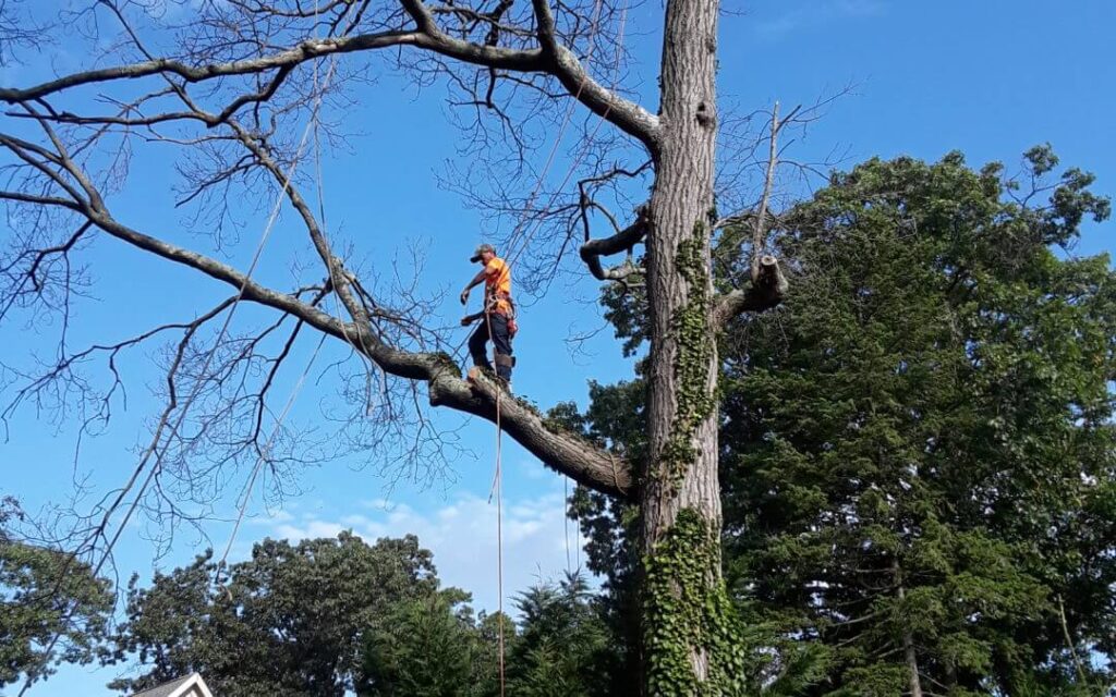 Tree Trimming Services Boca Raton-Pro Tree Trimming & Removal Team of Boca Raton