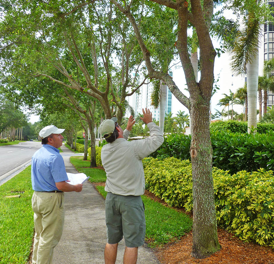 Arborist Consultations-Pros-Pro Tree Trimming & Removal Team of Boca Raton