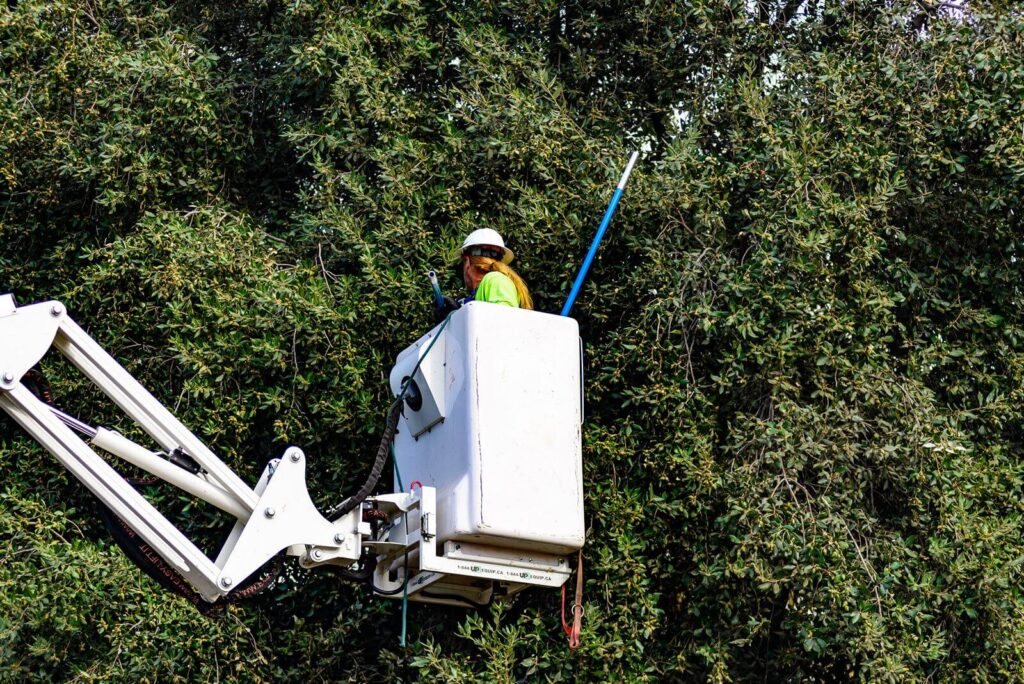 Commercial-Tree-Services-Services Pro-Tree-Trimming-Removal-Team-of-Boca Raton