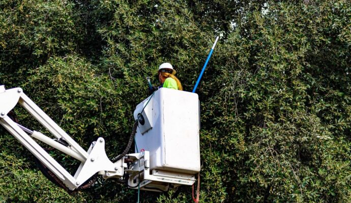 Commercial-Tree-Services-Services Pro-Tree-Trimming-Removal-Team-of-Boca Raton