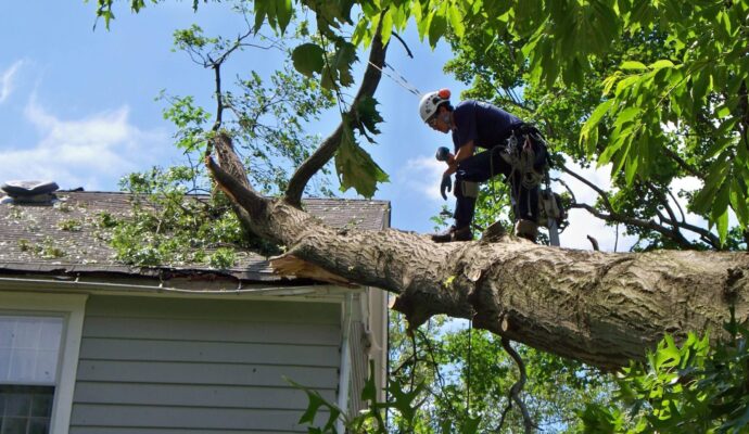 Emergency-Tree-Removal-Services Pro-Tree-Trimming-Removal-Team-of-Boca Raton