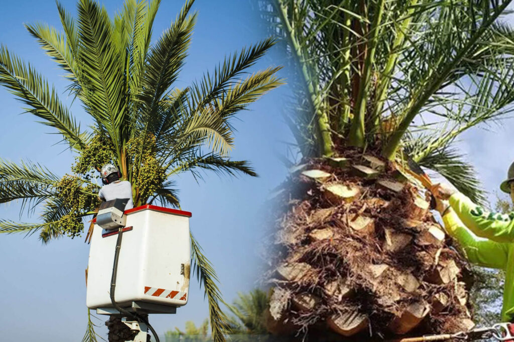 Palm Tree Trimming & Palm Tree Removal Experts-Pro Tree Trimming & Removal Team of Boca Raton