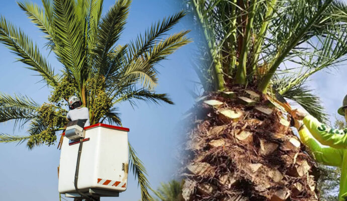 Palm Tree Trimming & Palm Tree Removal Experts-Pro Tree Trimming & Removal Team of Boca Raton