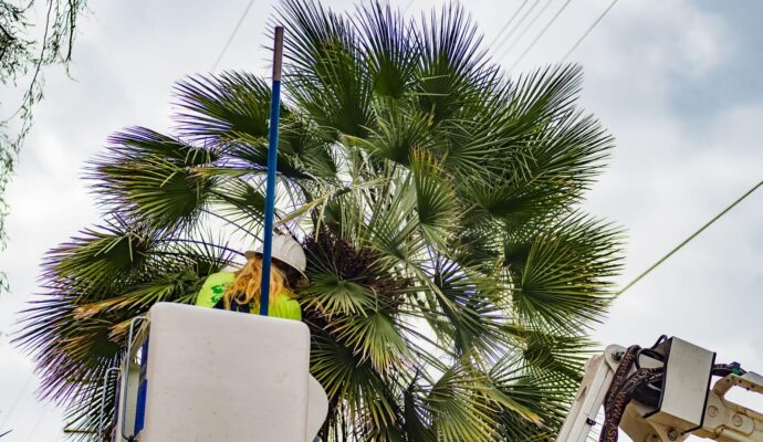 Palm-Tree-Trimming-Palm-Tree-Removal-Services Pro-Tree-Trimming-Removal-Team-of-Boca Raton