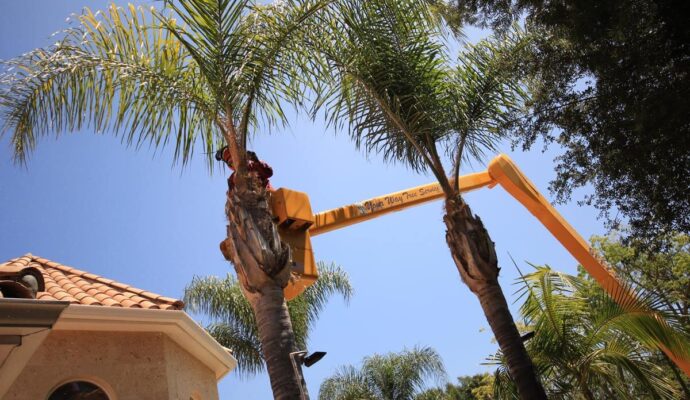 Palm Tree Trimming-Pros-Pro Tree Trimming & Removal Team of Boca Raton