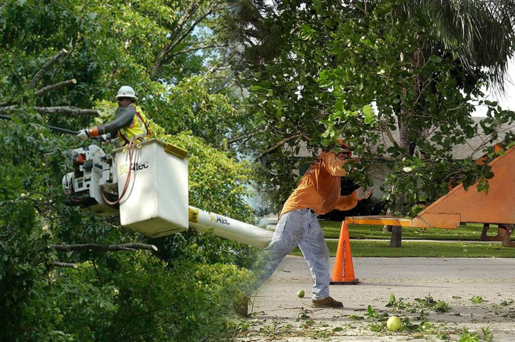 Residential Tree Services Experts-Pro Tree Trimming & Removal Team of Boca Raton