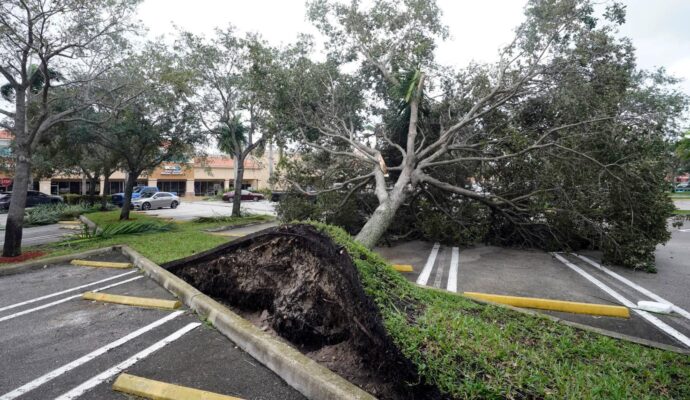 Storm Damage-Pros-Pro Tree Trimming & Removal Team of Boca Raton