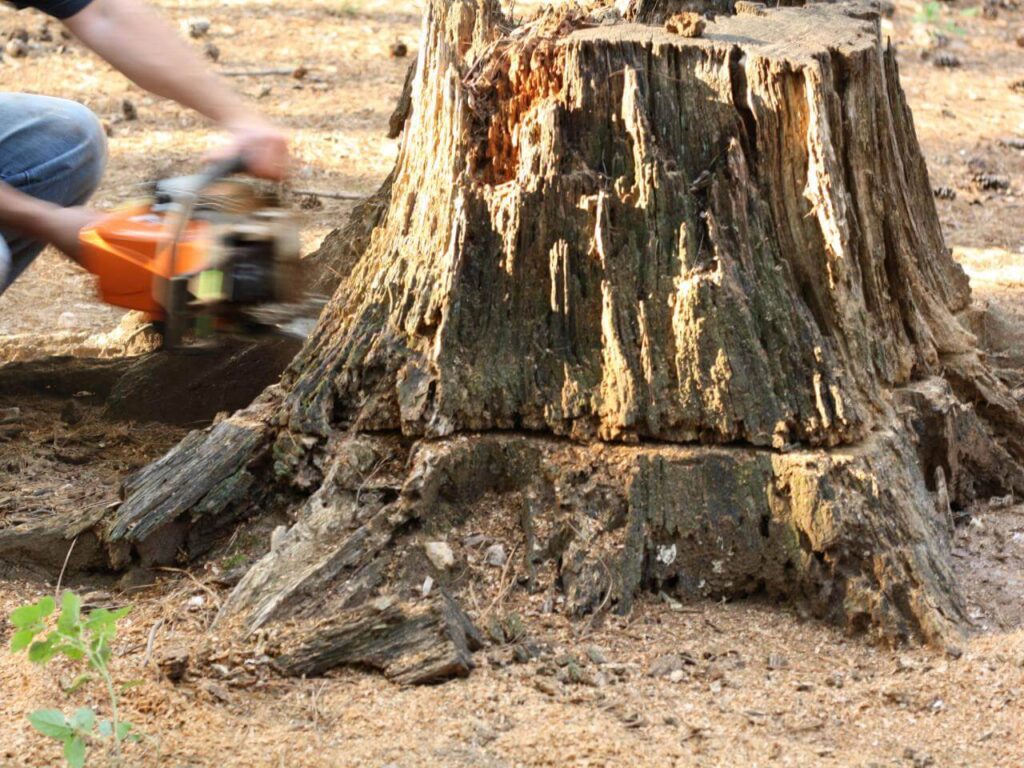 Stump Removal-Pros-Pro Tree Trimming & Removal Team of Boca Raton