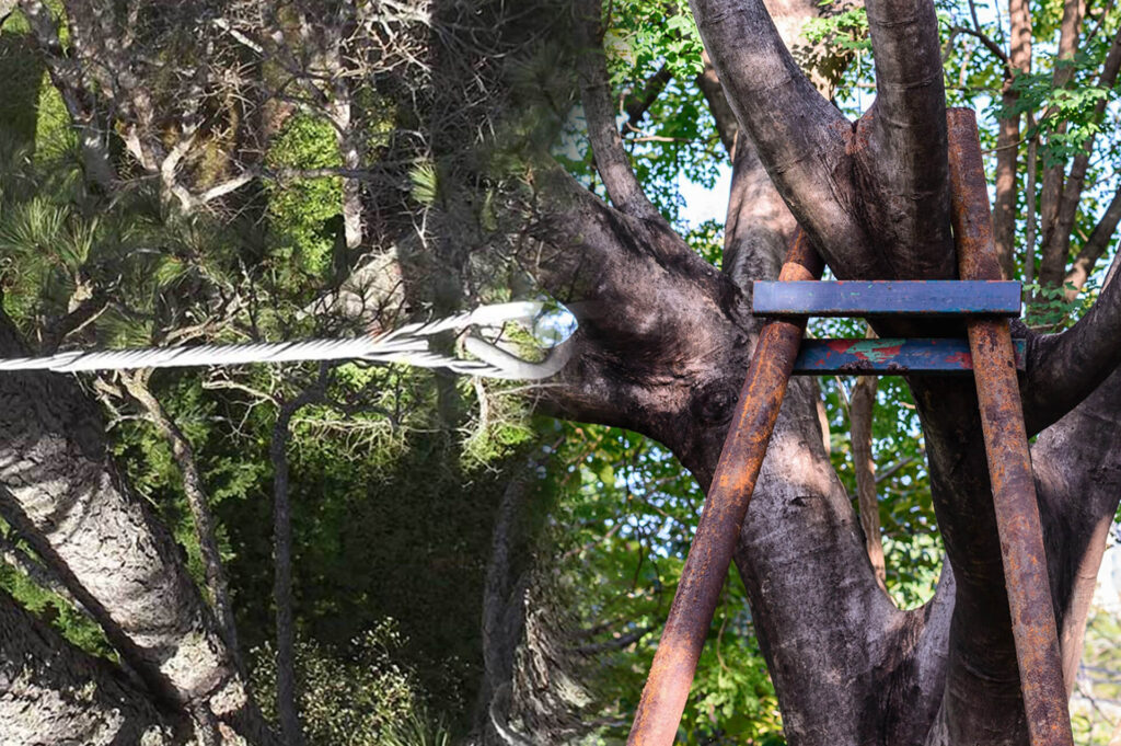 Tree Bracing & Tree Cabling Experts-Pro Tree Trimming & Removal Team of Boca Raton