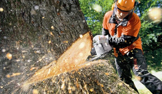 Tree Cutting-Pros-Pro Tree Trimming & Removal Team of Boca Raton