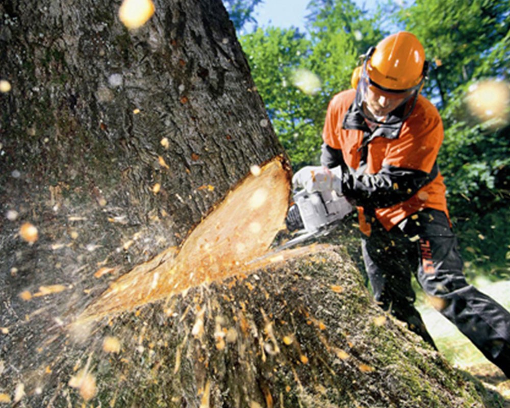 Tree Cutting-Pros-Pro Tree Trimming & Removal Team of Boca Raton