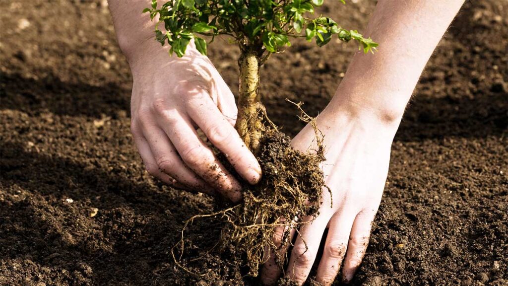 Tree Planting-Pros-Pro Tree Trimming & Removal Team of Boca Raton