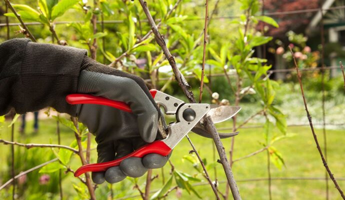 Tree Pruning Pros-Pro Tree Trimming & Removal Team of Boca Raton