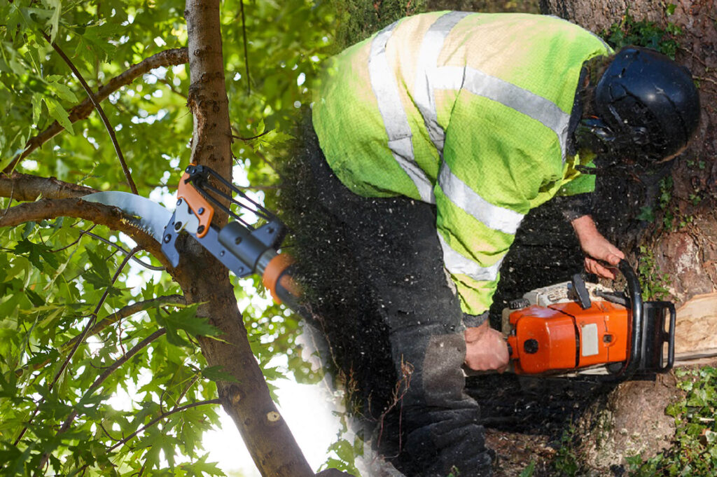 Tree Pruning & Tree Removal Experts-Pro Tree Trimming & Removal Team of Boca Raton