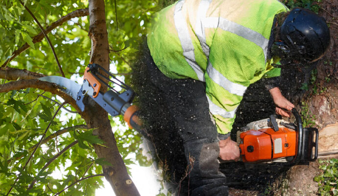 Tree Pruning & Tree Removal Experts-Pro Tree Trimming & Removal Team of Boca Raton