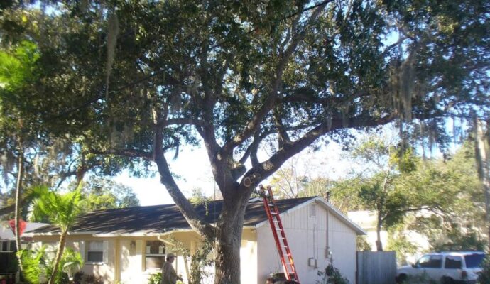 Tree-Pruning-Tree-Removal-Services Pro-Tree-Trimming-Removal-Team-of-Boca Raton