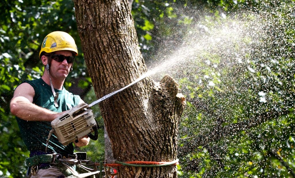 Tree Trimming-Pros-Pro Tree Trimming & Removal Team of Boca Raton