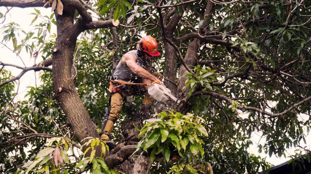 Tree Trimming Services Experts-Pro Tree Trimming & Removal Team of Boca Raton