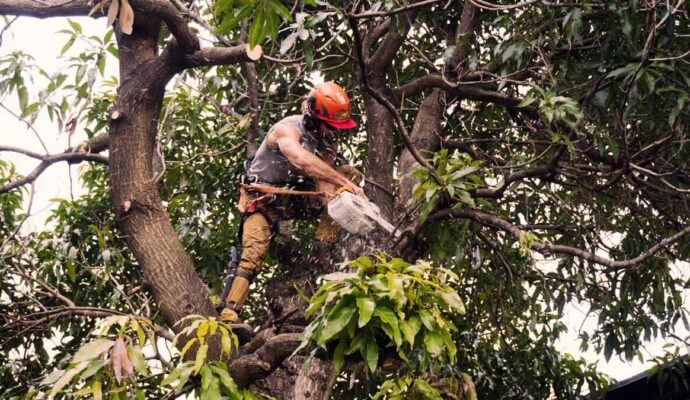 Tree Trimming Services Experts-Pro Tree Trimming & Removal Team of Boca Raton